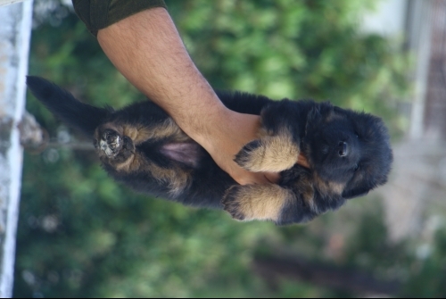 Jasmin vom Kashmir Hills