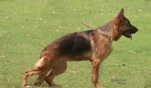 Only vom Ravizwinger