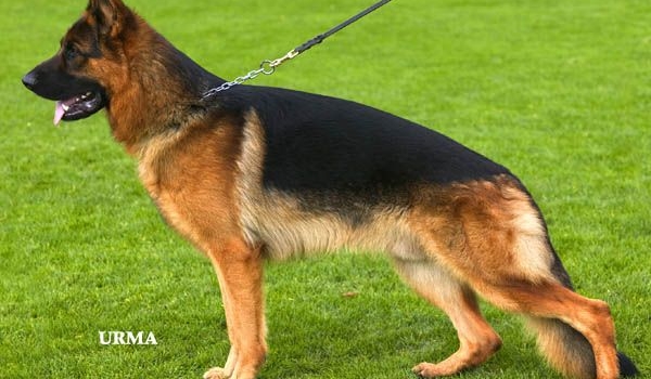 Zaskia vom Fichtenschlag