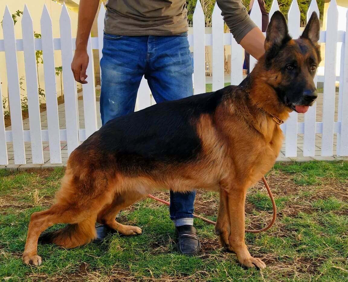 Tyson vom Team Hiko Vom Blue Star