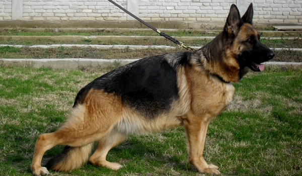 Schiwa von Bellissimo (H)