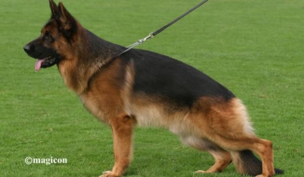 Yankee vom Feuermelder