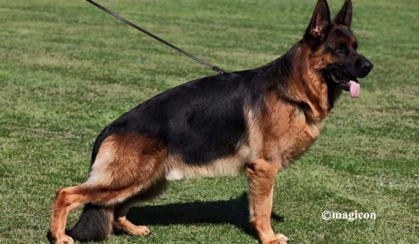 Willy vom Kuckucksland