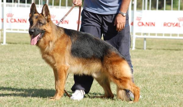 Kwantum vom Black Burn