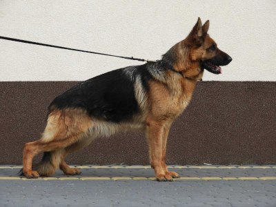 Nala vom Kirschental 