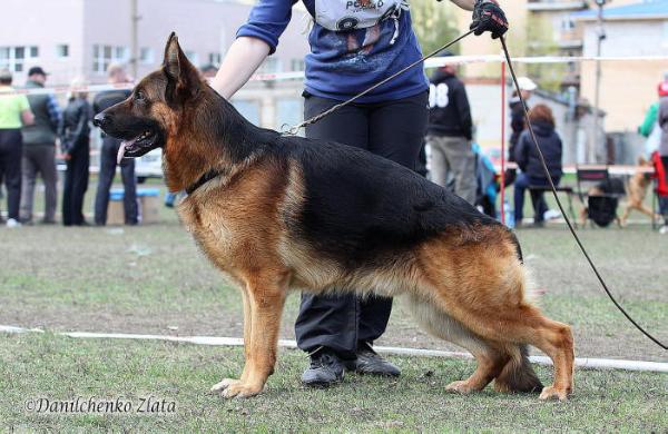 Rus Briskazi Vaker Radonezh