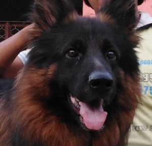 Diko Vom Gujranwala King