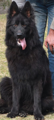 Aero vom Leonard's Bourne