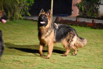 Anna Vom JJ Kennel