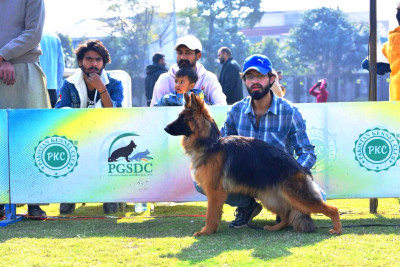 Aplha Vom Dream Dogs Kennel