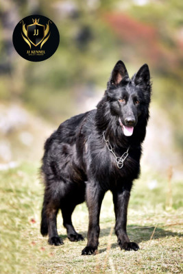 Blacki Vom ISB Royal Black GSD