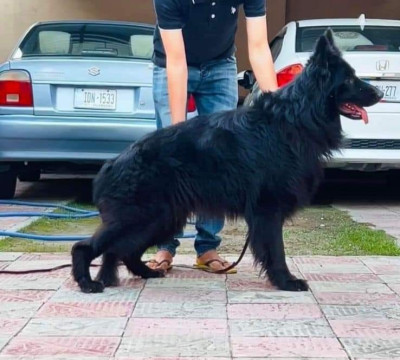 Kingston vom Kashmir Lillbox Kennel 