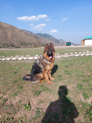 Stark vom K9 Shepherds