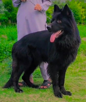 Yogar Vom Swat Lions