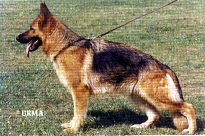 Ilena du Domaine des Flandres