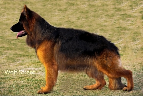 FABIO vom Urban Wolf