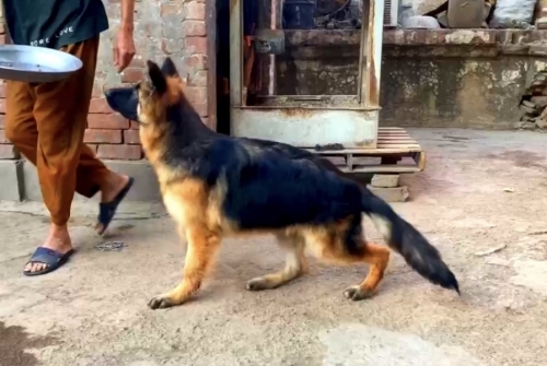 Celvin vom Black Gold Shepherd