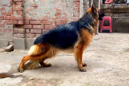 Betty Vom Black Gold Shepherd