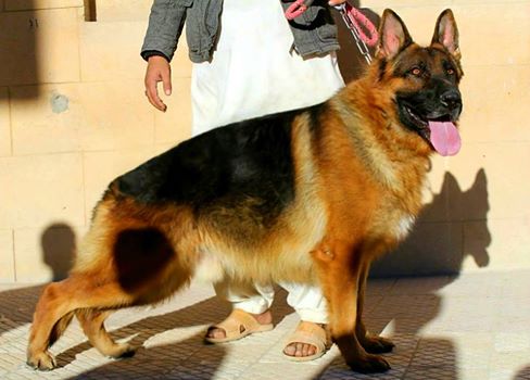 KRYPTON VOM VAJDA HOF