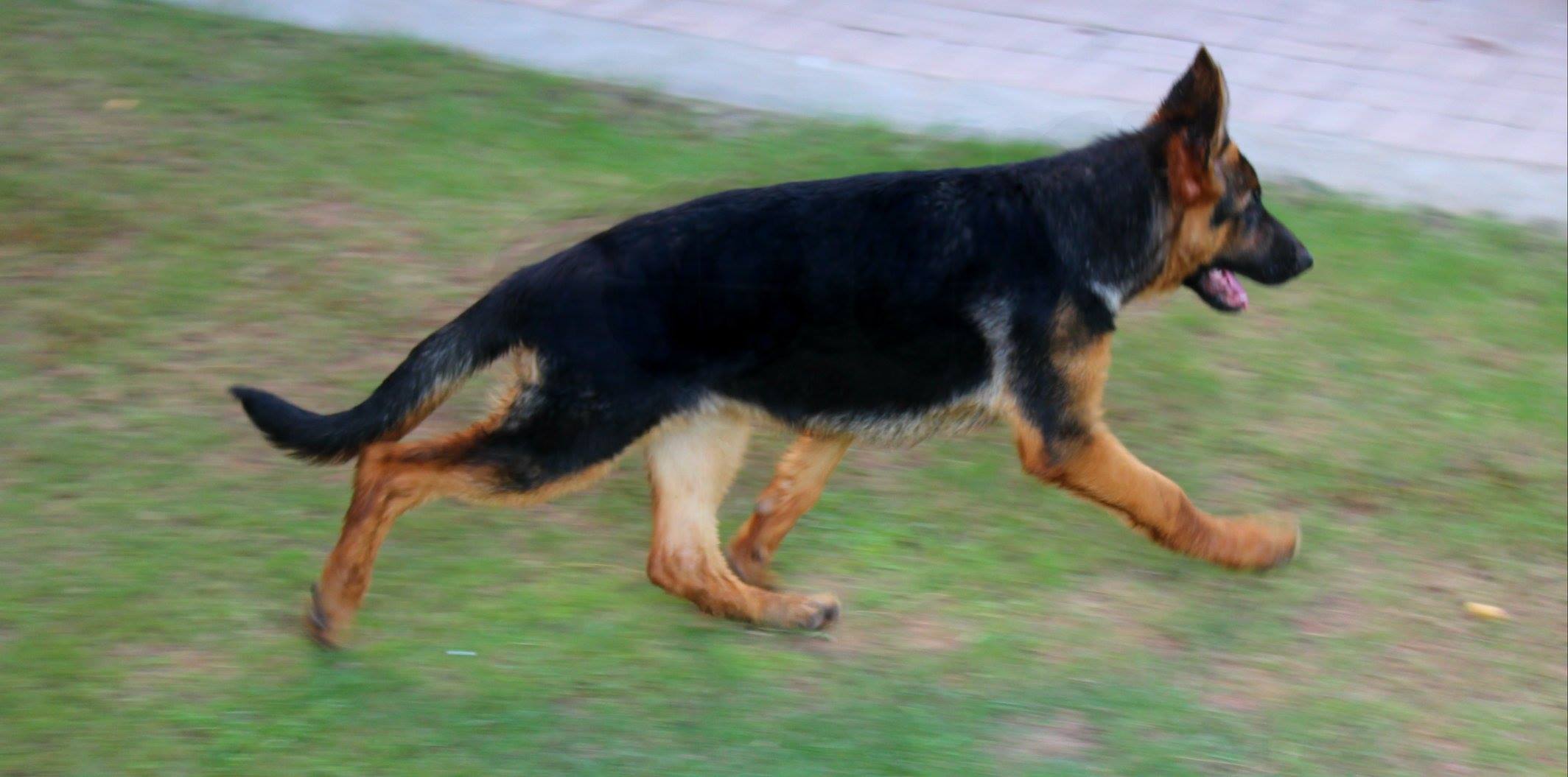 Arla vom Zuverlassige Hirten