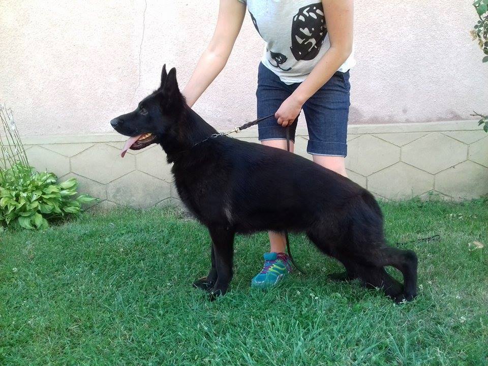 Bissy White Moon von Gorets