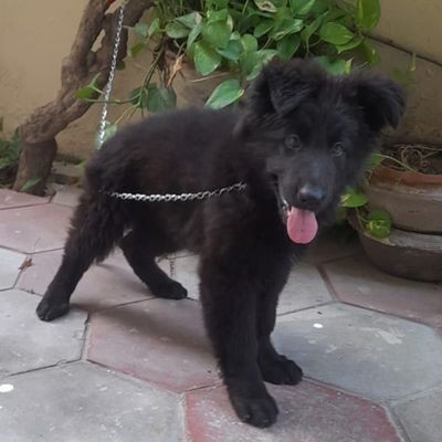 Ally vom Black Alpha Shepherds