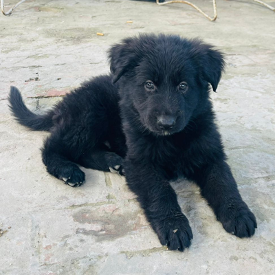 Archie vom Black Alpha Shepherds