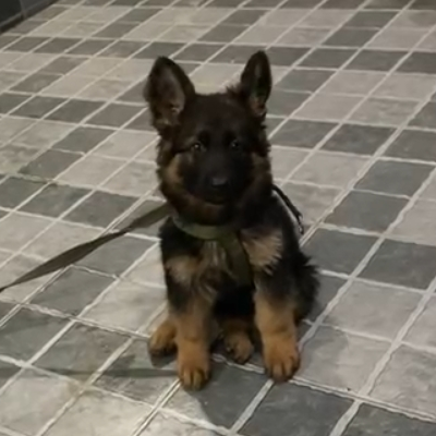 Ayla vom Black Alpha Shepherds