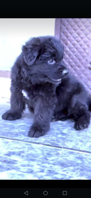 Harry Vom Chakwalian Black Shepherds