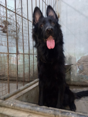 Hazel Vom Chakwalian Black Shepherds