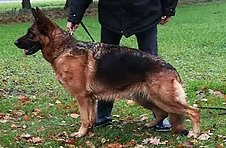 Waga vom Lärchenhain